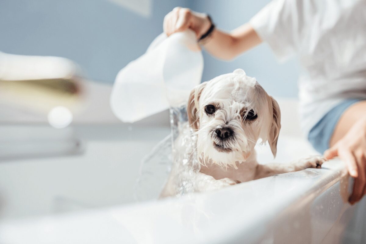 How To Keep A Dog Calm While Bathing 4 Tips Tricks Radar Makassar