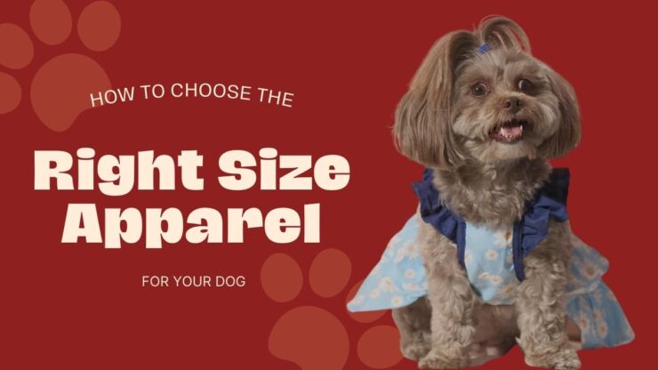 Pawsitively Perfect: How to Choose the Right Size Apparel for Your Dog